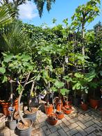 Alle Vijgbomen 30% korting, Ophalen, Zomer, Volle zon, Overige soorten