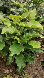 Magnolia Susan 60/80cm Beverboom Tulpenboom, Ophalen, Overige soorten, Struik, 100 tot 250 cm