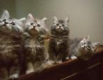 Fusion-Kitten van Stamboek Maine Coon papa Langhaar Katertje, Dieren en Toebehoren, Meerdere dieren, Gechipt, 0 tot 2 jaar