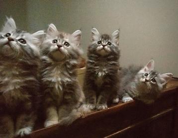 Fusion-Kitten van Stamboek Maine Coon papa Langhaar Katertje beschikbaar voor biedingen