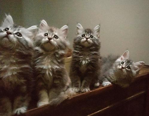 Fusion-Kitten van Stamboek Maine Coon papa Langhaar Katertje, Dieren en Toebehoren, Katten en Kittens | Raskatten | Langhaar, Meerdere dieren