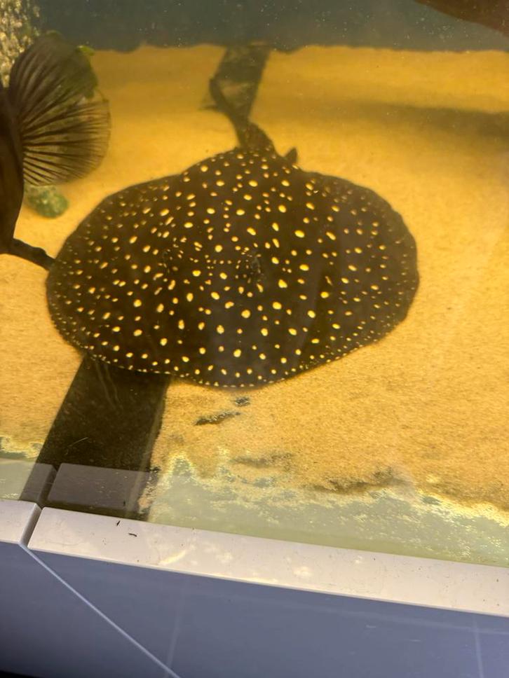 Potamotrygon p14 galaxy, Dieren en Toebehoren, Vissen | Aquariumvissen, Vis