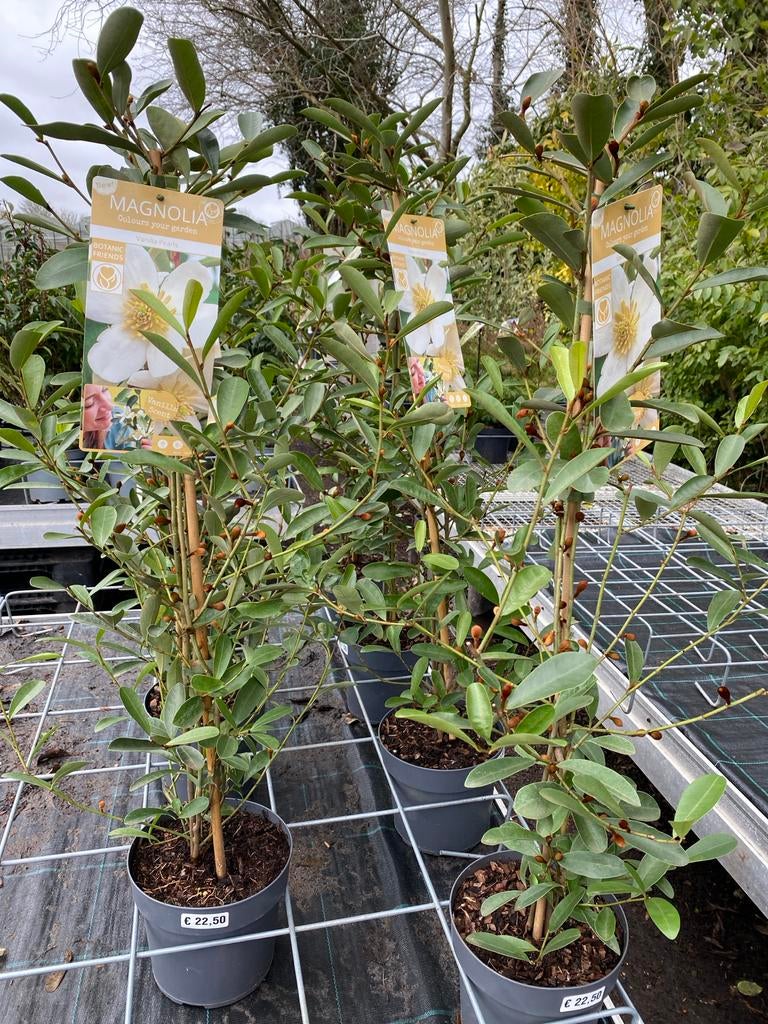 Magnolia Vanilla Pearls, Halfschaduw, Overige soorten, Lente, 100 tot 250 cm