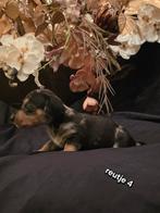 Kaninchen / dwerg teckel pups, Dieren en Toebehoren, Kaninchen, CDV (hondenziekte), 8 tot 15 weken, Langhaar