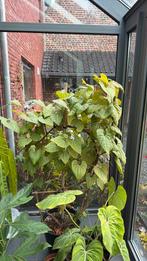 Aristolochia leuconeura, Ophalen, Halfschaduw, 150 tot 200 cm