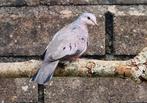 Musduifjes  (Columbina Passerina), Dieren en Toebehoren, Vogels | Overige Vogels, Meerdere dieren, Tropenvogel, Geringd