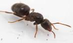 Lasius umbratus 100+ eigen werksters, Dieren en Toebehoren, Mieren