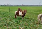 Te koop prachtige roodbonte merrie, Dieren en Toebehoren, Merrie