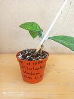 hoya black cat potmaat 8 nummer H1059, Ophalen of Verzenden, Halfschaduw, Minder dan 100 cm