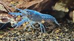 Blauwe florida kreeft, Ophalen, Plant(en), Steen of Hout