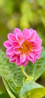 Dahlia 49, Ophalen, Overige soorten, Volle zon