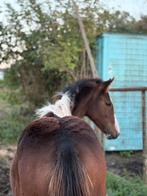 Verzorger / bijrijder gezocht, Dieren en Toebehoren, Stalling en Weidegang, Weidegang, 2 of 3 paarden of pony's