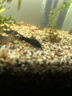 Corydora black Venezuela, Vis