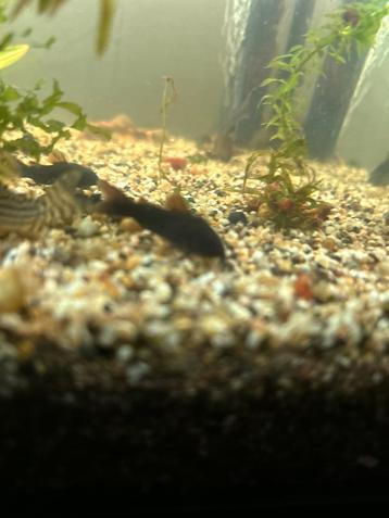Corydora black Venezuela beschikbaar voor biedingen