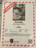 Vermist Kareltje uit Tilburg, Dieren en Toebehoren, Vermiste en Gevonden Dieren, Kat