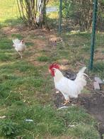 Leghorn, Dieren en Toebehoren, Pluimvee, Meerdere dieren, Kip