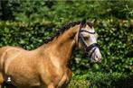 Once in a Lifetime allround Welsh A pony, Dieren en Toebehoren, B, Gechipt, Ruin, A pony (tot 1.17m)