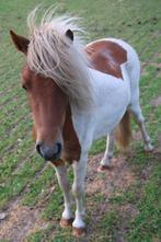 Mooie jaarling hengst, Dieren en Toebehoren, Pony's, Hengst