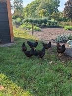 Te koop Barnevelder hennen, Dieren en Toebehoren, Pluimvee, Vrouwelijk, Kip
