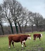 Stierkalveren, bieden vanaf € 1000, Dieren en Toebehoren, Runderen, Meerdere dieren, 0 tot 2 jaar