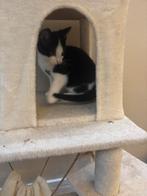 prachtige maincoon x ragdoll kitten mannetje, Dieren en Toebehoren, Kater, Ontwormd, 0 tot 2 jaar