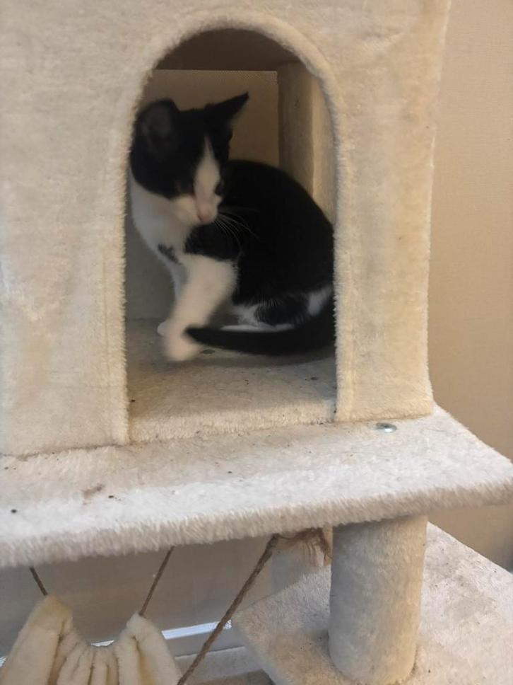 prachtige maincoon x ragdoll kitten mannetje, Dieren en Toebehoren, Katten en Kittens | Raskatten | Langhaar, Kater, 0 tot 2 jaar