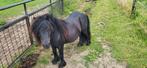 Zwarte mini hengst en vos merrie, Dieren en Toebehoren, Pony's, Merrie, A pony (tot 1.17m), Recreatiepony
