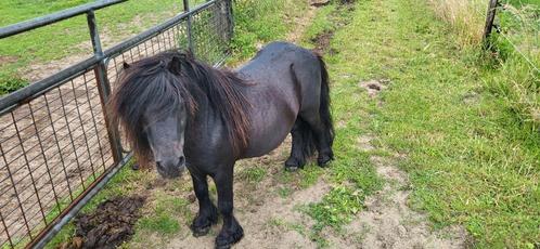 Zwarte mini hengst en vos merrie, Dieren en Toebehoren, Pony's, Merrie, A pony (tot 1.17m), Recreatiepony