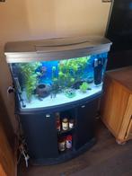 Complete aquarium te koop, Dieren en Toebehoren, Vissen | Aquaria en Toebehoren, Ophalen, Zo goed als nieuw, Gevuld zoetwateraquarium