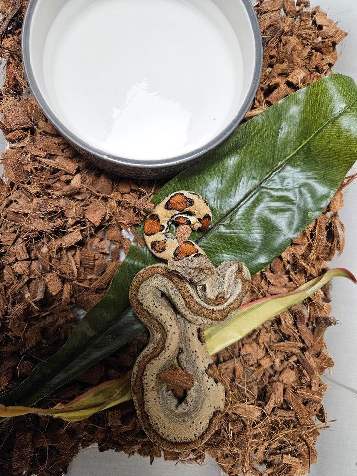 Boa Constrictor Imperator Afgodslang