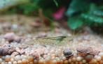 Mini japonica garnaal, Dieren en Toebehoren, Vissen | Aquaria en Toebehoren, Ophalen