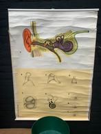 4 schoolplaten anatomie neus keel hart en oor, Antiek en Kunst, Antiek | Schoolplaten, Ophalen of Verzenden