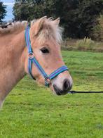 Fjord hengstveulen, Dieren en Toebehoren, Paarden, Hengst, Minder dan 160 cm, 0 tot 2 jaar