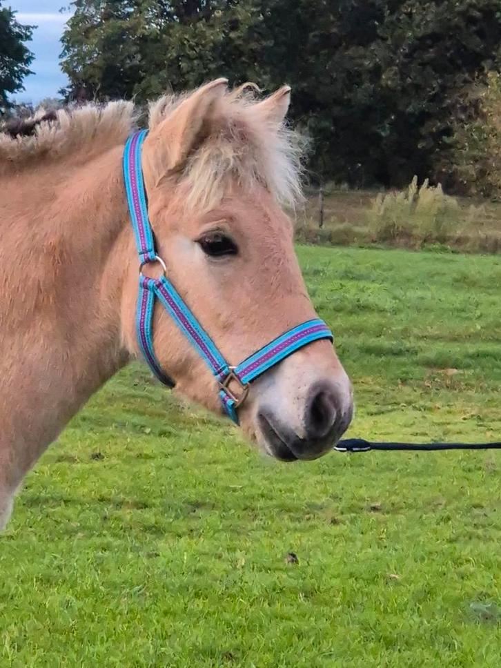 Fjord hengstveulen, Dieren en Toebehoren, Paarden, Hengst, Minder dan 160 cm, 0 tot 2 jaar
