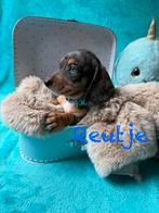 Prachtige Dwerg Teckeltjes 🐶 mogen het nestje verlaten., Dieren en Toebehoren, Honden | Teckels en Dashonden, CDV (hondenziekte)