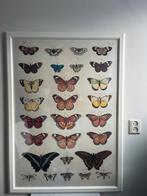Ikea virserum XL lijst met vlinder plaat poster, Ophalen