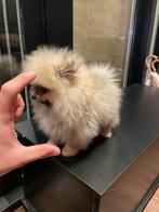 Super mini pomeriaan bearface pomeriaan pup, Keeshond, Rabiës (hondsdolheid), Reu, 8 tot 15 weken