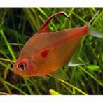 bloedvlektetra €3,95, Dieren en Toebehoren, Vissen | Aquariumvissen, Vis, Zoetwatervis
