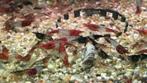 Low of High Grade Rilli's rood garnalen, Dieren en Toebehoren, Vissen | Aquariumvissen, Zoetwatervis, Kreeft, Krab of Garnaal