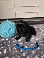 Mooie shih tzu pups, Parvo, Overige rassen, 8 tot 15 weken, Meerdere