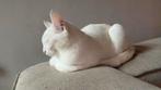 Poes 2 jaar kleur wit europese korthaar, Dieren en Toebehoren, Katten en Kittens | Overige Katten, Poes, Kortharig, 0 tot 2 jaar