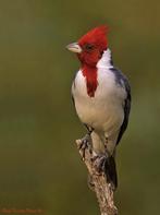 Roodkuifkardinaal, Dieren en Toebehoren, Vrouwelijk, Geringd