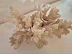 Koraal,  oud  29cm x 20cm x 15cm hoog, Antiek en Kunst, Curiosa en Brocante, Ophalen of Verzenden