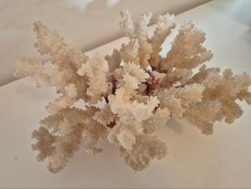 Koraal,  oud  29cm x 20cm x 15cm hoog beschikbaar voor biedingen