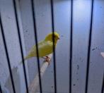 Te koop kanarie, Dieren en Toebehoren, Vogels | Kanaries, Mannelijk, Kleurkanarie