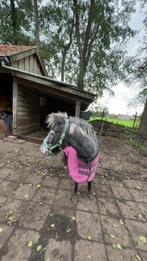 Grote appaloosa shetlader merrie, Dieren en Toebehoren, Ophalen of Verzenden