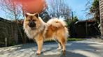 Nieuwe baasje gezocht voor Baloo, 6 jaar of ouder, Rabiës (hondsdolheid), Eén hond, Nederland