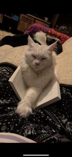 Witte Maine Coon Elfie (doof), Poes, Met stamboom