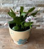 Lidcactus wit/roze in pot, Vetplant, In pot, Minder dan 100 cm, Bloeiende kamerplant