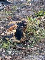 Brahma kuikens, Dieren en Toebehoren, Pluimvee, Geslacht onbekend, Kip